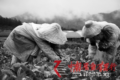 廣州從化一家有機(jī)農(nóng)場(chǎng)內(nèi),菜農(nóng)正在采摘蔬菜。馮宙鋒 攝 廣州從化一家有機(jī)農(nóng)場(chǎng)內(nèi),菜農(nóng)正在采摘蔬菜。馮宙鋒 攝